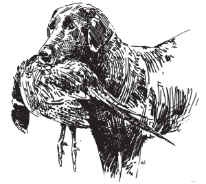 BirdHuntingReportIllustration-Dog