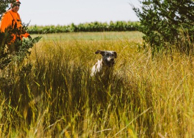 Hunting dog working the field