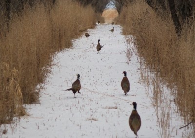 pheasants in snow